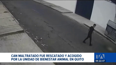 La Unidad de Bienestar Animal del Municipio de Quito rescató al canino para brindarle atención integral. Autoridades iniciaron con el proceso de sanción. Un reportaje de Juan Miguel Rodríguez