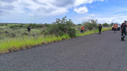 Una iguana terrestre habría sido atropellada en la Isla Baltra