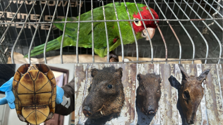 Los animales permanecen bajo custodia mientras avanzan las investigaciones.