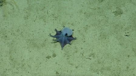Especie de pulpo descubierto en Galápagos evidencia la importancia de la ciencia para la conservación marina