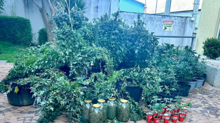 En el interior de la vivienda se encontró una plantación de marihuana y elementos para procesarla.