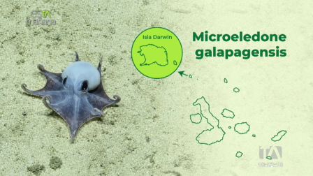 Paulina Sepa Egas, curadora de la colección marina, comparte detalles sobre el descubrimiento de una llamativa especie de pulpo azul en Galápagos.