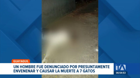 Moradores del sur de Guayaquil señalan a un vecino de haber colocado una sustancia tóxica en las áreas comunes lo que causó la muerte de 7 gatos. Un reportaje de Paula Kuhn
