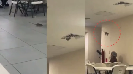 IMSS Sonora responde por rata en ventilación y anuncia medidas sanitarias