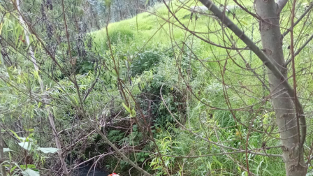 Una perrita cayó a una quebrada en el sector El despacho, en Cuenca.
