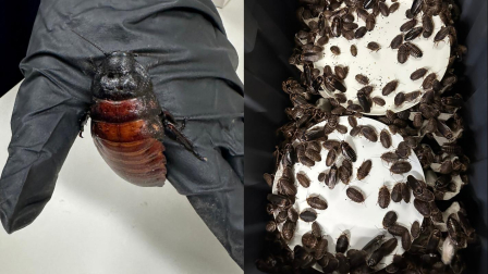 Australia incauta 100.000 cucarachas en redada contra criadero clandestino de insectos