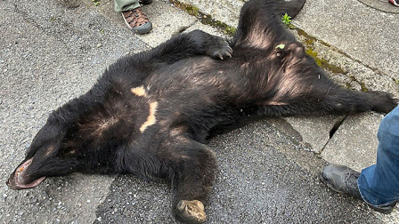 El oso fue descubierto en los arbustos de una vivienda en Japón