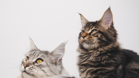 Los animales presuntamente serían vendidos para consumo humano