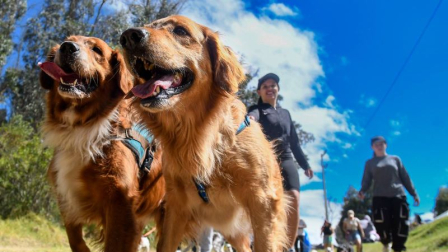 El curso de adiestramiento canino del Cuerpo de Agentes de Control es graits en Quito.