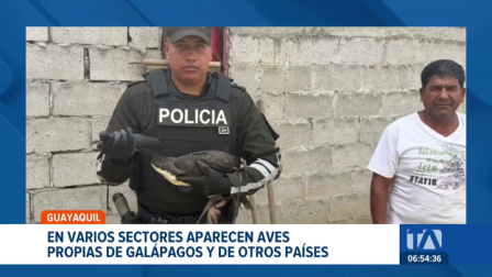 Biólogos y técnicos confirman el hallazgo de especies endémicas del archipiélago y de otras latitudes en el área urbana de Guayaquil. Un reportaje de Jazmín Solís