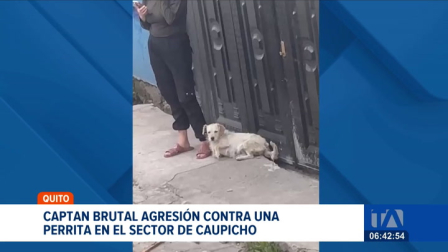 Un nuevo caso de maltrato animal encendió las alertas en el sur de Quito. Video muestran como un hombre golpea violentamente a una perrita. Un reportaje de Juan Miguel Rodríguez