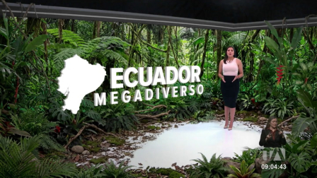 La Epipedobates anthonyi, un pequeño anfibio nativo de Azuay, Loja y El Oro, sorprende a la ciencia por su piel tóxica que alberga un analgésico natural más fuerte que la morfina. Un reportaje de Nathalie Jiménez