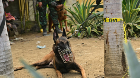 Perritos trabajan contra reloj en Venezuela.