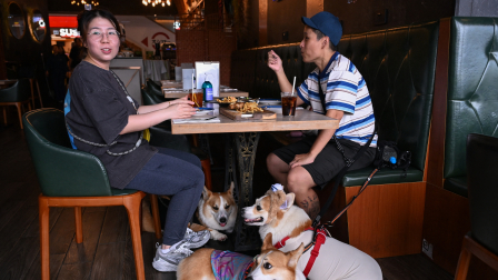 Hong Kong permite perros en restaurantes, pero impone cárcel y multas a dueños infractores