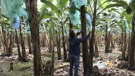 Un plantación de banano en la provincia de El Oro, en el sur del país.