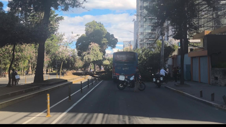 Un árbol cayó sobre un bus de transporte público en la av. Amazonas, en el sector de La Carolina.