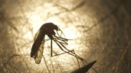Francia detecta el primer contagio local del virus del Nilo Occidental en 2026