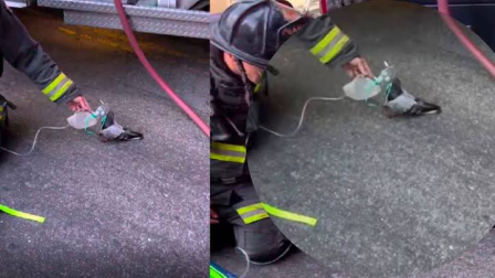 Bomberos suministran oxígeno a una paloma tras un incendio vehicular en Oakland