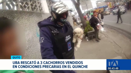 La comercialización informal de mascotas persiste en las parroquias rurales de Quito. La UBA rescató a tres cachorros en malas condiciones.  Un reportaje de Mishel Villacís