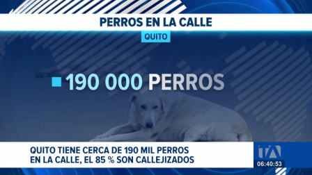 En el marco del Día Mundial del Perro, organizaciones de protección animal hacen un llamado urgente a la adopción responsable y a la esterilización. Un reportaje de Nathalie Jiménez