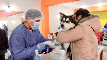 Quito fortalece la atención gratuita y la esterilización de perros y gatos.