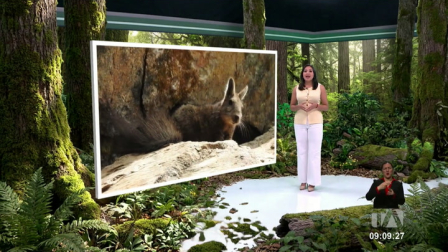 La Fundación Amazonía Productiva pretende obtener el sector de Loma Delgada, un territorio clave para la conservación ambiental. Un reportaje de Nathalie Jiménez