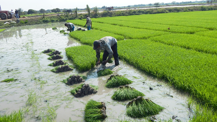 Los productores de arroz podrán exportar hacia Colombia en mayores cantidades.