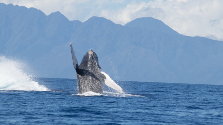 La crisis climática genera algas tóxicas matan mamíferos y acercan tiburones a la costa