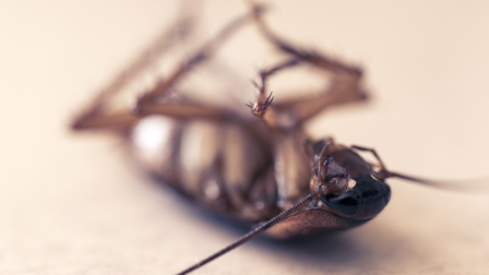 Cierran local de fritada en Pomasqui tras hallar insectos en la comida
