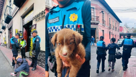 Un cachorro fue rescatado en el sector del Centro Comercial Montúfar, en el centro de Quito