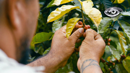 Entre fachadas coloridas y montañas, las familias campesinas guardan el secreto del grano más famoso del mundo. Nadie conoce mejor el esfuerzo diario y la alegría que se vive en esta tierra declarada patrimonio de la UNESCO. Un recorrido por la historia, la tradición, el aroma y la artesanía del Eje Cafetero.