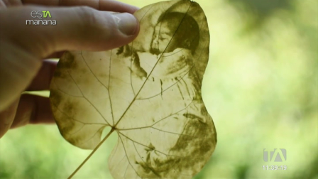 Federico Ruiz, arquitecto y fotógrafo, nos muestra cómo transforma las hojas en sorprendentes obras de arte a través de la fotografía.