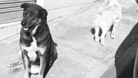 Uno de los perros que habría sido víctima de envenenamiento.
