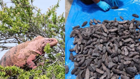 Iguana rosada y pepinos de mar son parte del tráfico ilegal de especies hacia Asia.
