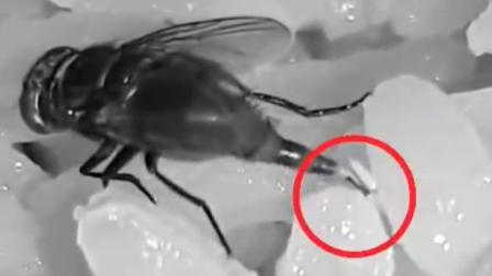 Una mosca detectada sobre la comida del restaurante en el norte de Guayaquil.