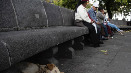 Perritos en Quito tiene como dueño a habitantes de calle.