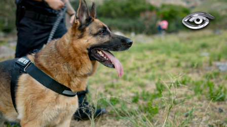 ¿Se han puesto a pensar cómo ven el mundo los perros a través de su nariz? Preguntamos a los expertos cómo su extraordinaria capacidad olfativa les permite anticiparse a emergencias médicas y salvar vidas en desastres junto a los rescatistas.
