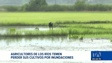 Productores agrícolas expresan su preocupación ante la llegada del evento climático, advirtiendo un alto impacto en los cultivos. Un reportaje de Ericka Vera