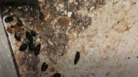 Una cucaracha fue encontrada en un pollo cocinado en un restaurante de Quito.