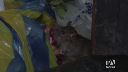 Ciudadanos reportan una notable presencia de ratas durante las noches en el centro de Guayaquil. Este problema coincide con los desechos acumulados. Un reportaje de Jazmín Solís