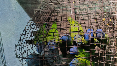 Rescatan a 33 aves silvestres tras operativo contra el tráfico de fauna en Guayaquil.