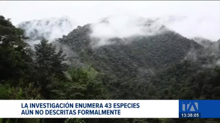 El último inventario elaborado por investigadores permitió incorporar dos nuevas especies de mamíferos al listado oficial de biodiversidad del país. Un reportaje de Bernarda Cevallos