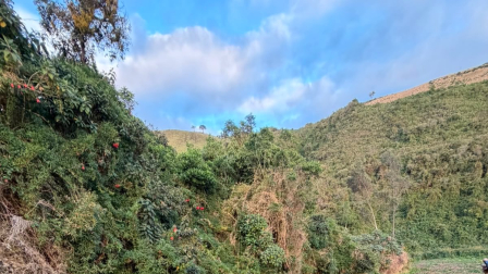 Policía decomisa 400 kilos de marihuana y aprehende a cinco personas en Carchi.