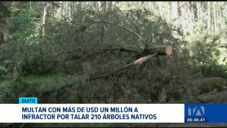 La AMC emitió la sanción tras constatar la remoción de las especies y el grave impacto ambiental causado al ecosistema local en la capital. Un reportaje de Mishell Villacís