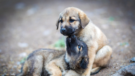 Quito: Feria de adopción ofrecerá una nueva oportunidad a decenas de animales rescatados.