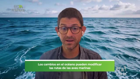 Sebastián Cruz, especialista en aves marinas, explica cómo la disponibilidad de alimento puede influir en los desplazamientos y ciclos reproductivos de estas especies.