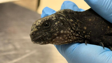 Investigaciones por un presunto delito de tráfico ilícito de vida silvestre.
