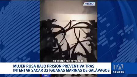 La mujer pretendía viajar a Islandia desde el aeropuerto de Quito con especies de Galápagos en su equipaje; las iguanas fueron llevadas a un centro de conservación.