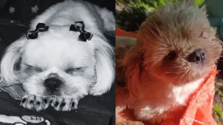 Piden justicia por Luna, una perrita de Colombia que fue presuntamente abusada sexualmente y falleció.