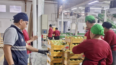 La exportación de mango en la temporada 2026-2027 arrancó en agosto con un envío a Canadá.
